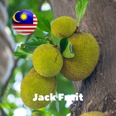 Malaysia flavors "Jack fruit"