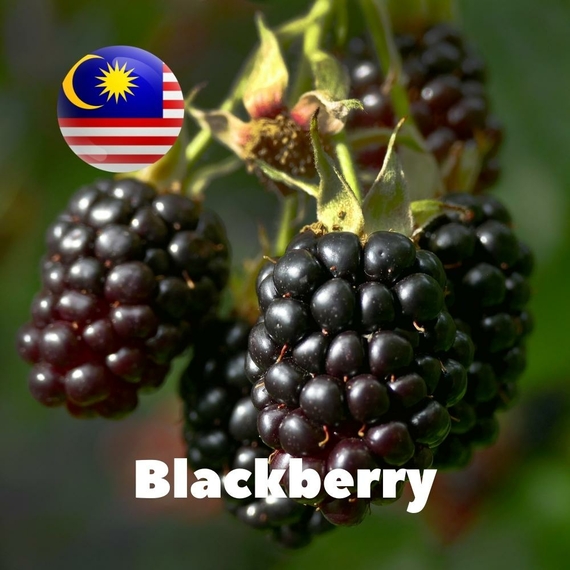 Ароматизатор Malaysia flavors Blackberry