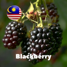 Malaysia flavors "Blackberry"