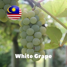 Malaysia flavors "White Grape"